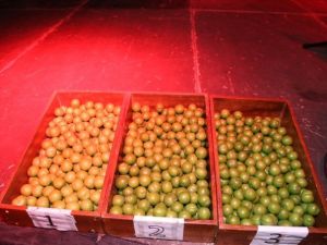25. Geleneksel Umurlu Erik Festivali Suavi İle Son Buldu