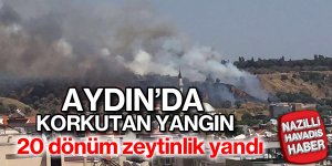 Aydın'da 20 dönüm zeytinlik yandı