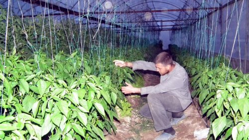 12 ay boyunca domates, biber ve salatalık üretiyor