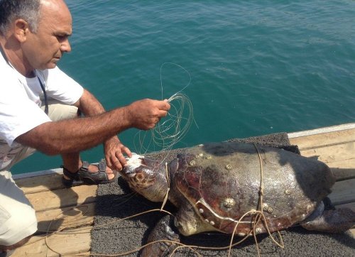 15 gün içinde 3 Deniz Kaplumbağası yaşamını yitirdi