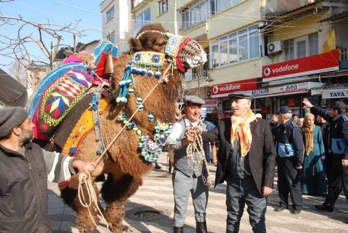 2015'in ilk Deve Güreşi İncirliova'da yapıldı