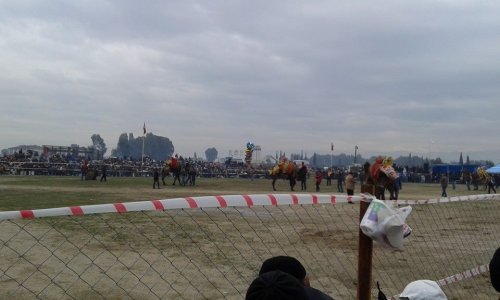 2015'in ilk Deve Güreşi İncirliova'da yapıldı