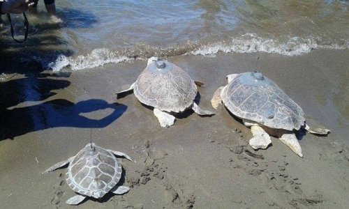 35. Uluslararası Deniz Kaplumbağaları Sempozyumu Sona Erdi