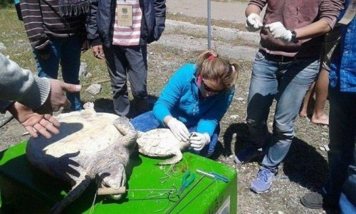 35. Uluslararası Deniz Kaplumbağaları Sempozyumu Sona Erdi