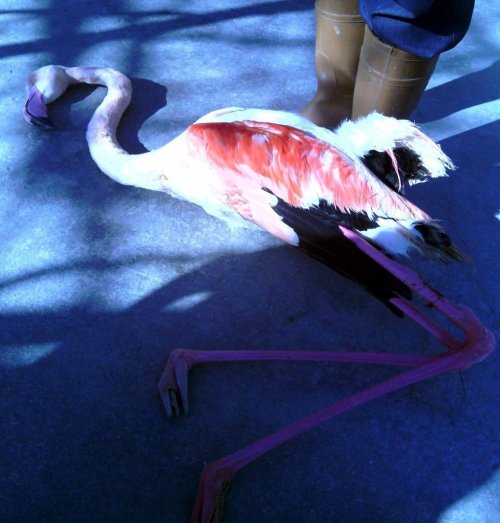 Ağlara Takılan Flamingo Açlıktan Öldü