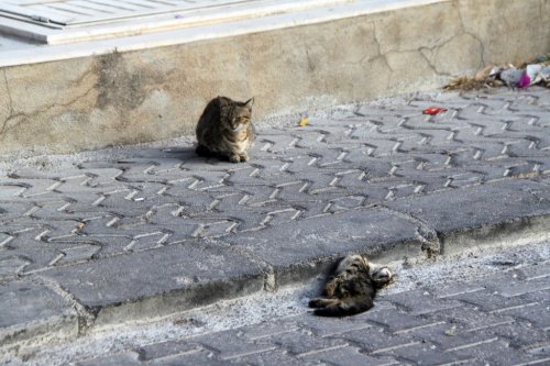 Anne Kedi'nin Şefkati