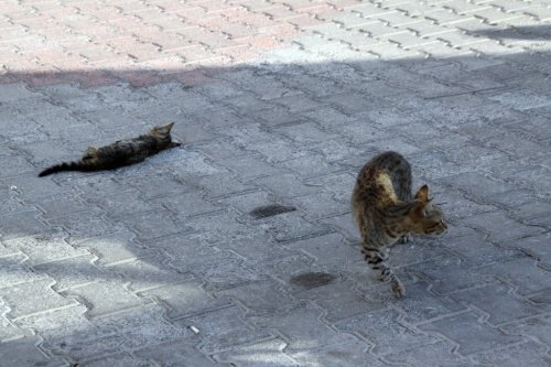 Anne Kedi'nin Şefkati