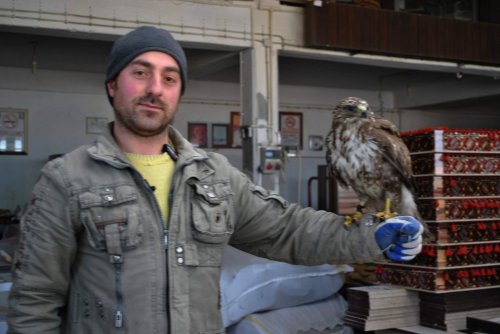 Atölyede Şahin Besliyor