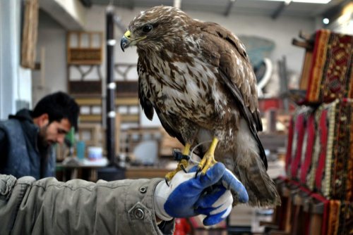 Atölyede Şahin Besliyor