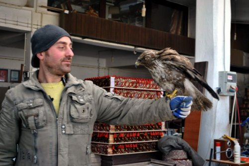 Atölyede Şahin Besliyor
