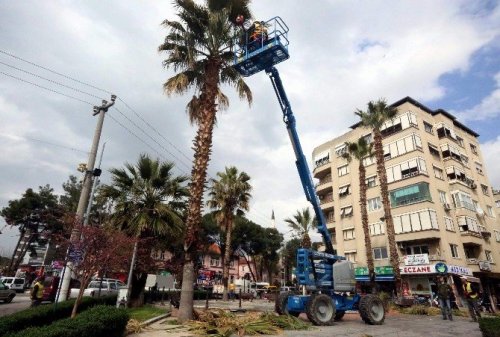 Aydın baharı laleler ile karşılıyor