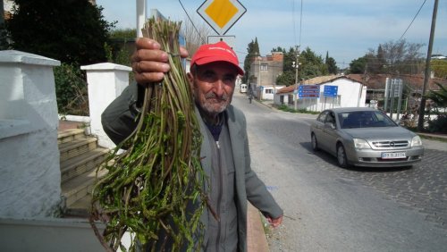 Aydın’da Sarmaşık Tilkimen Otu Çok Satıyor