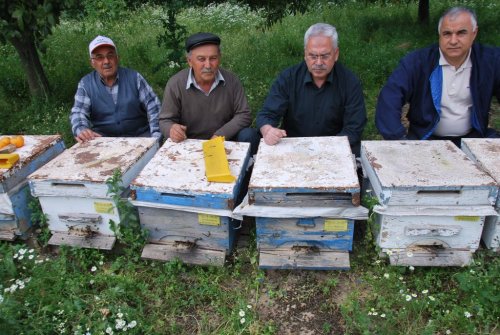 Aydın’da Şaşırtan Arı Ölümleri