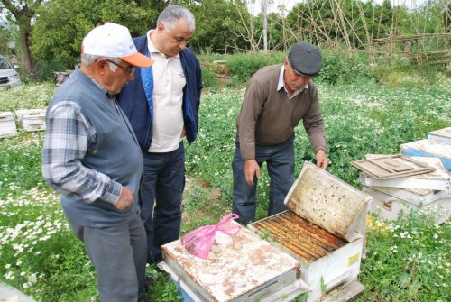 Aydın’da Şaşırtan Arı Ölümleri