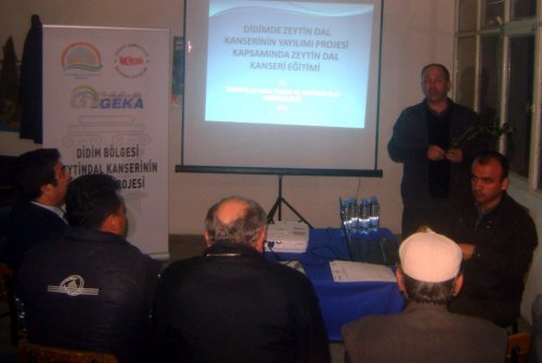 Aydın’da Zeytin Dal Kanseri Mücadelesi Devam Ediyor