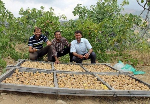 Aydın’ın dünyaca ünlü inciri korunacak