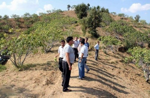 Aydın’ın dünyaca ünlü inciri korunacak