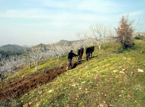 Aydın’ın dünyaca ünlü inciri korunacak