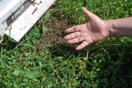 Aydınlı arıcılardan kurumlara ilaçlama tepkisi