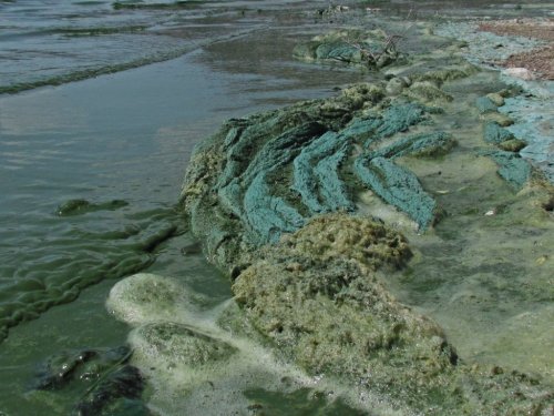 Bafa Gölü’nün Kirliliği Hava Fotoğraflarına Yansıdı
