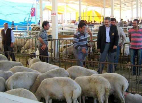Belediye Başkanı Haluk Alıcık, Hayvan Pazarı'nı Gezdi