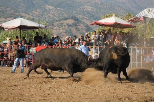 Boğa Güreşleri İçin Destek Bekliyor