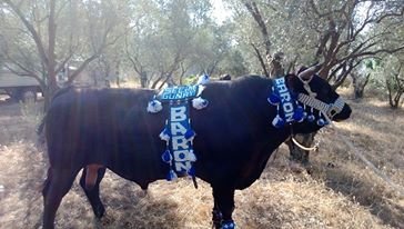 Boğa Güreşleri İçin Destek Bekliyor