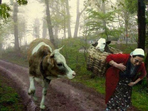 Bu Fotoğraf Artvin’de Değil Samsun’da Çekildi