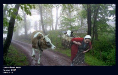 Bu Fotoğraf Artvin’de Değil Samsun’da Çekildi