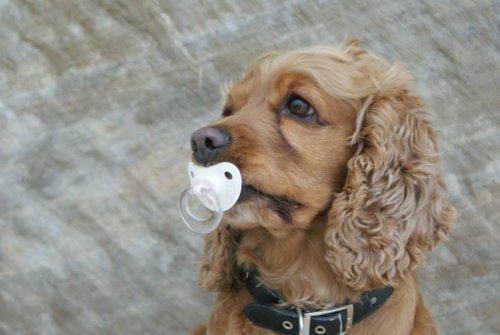 Bu Köpek Kendini Bebek Zannediyor