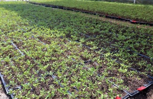 Büyükşehir 30 Bin Adet Yerel Fide Dağıtacak