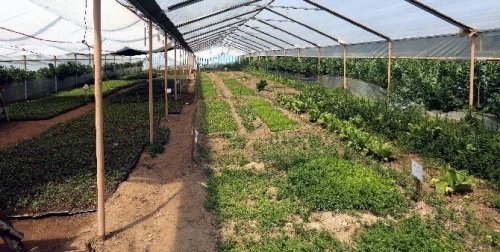 Büyükşehir 30 Bin Adet Yerel Fide Dağıtacak