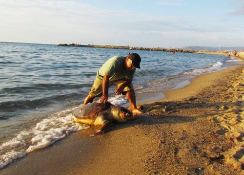Caretta Caretta Ölü Bulundu