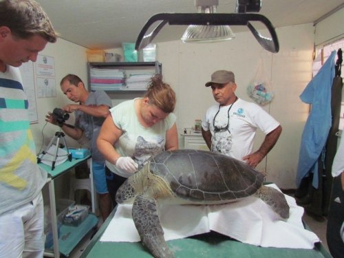 Caretta Caretta Ölü Bulundu