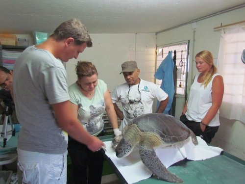 Caretta Caretta Ölü Bulundu