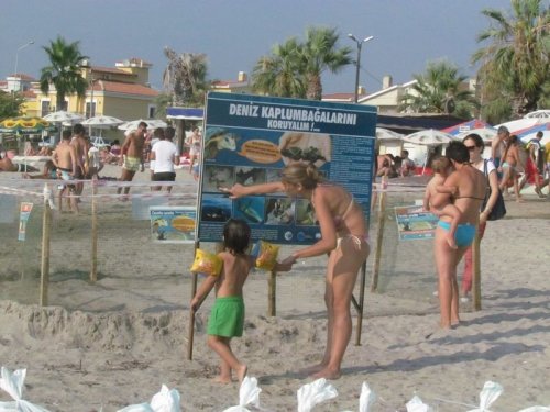 Caretta Carettaların Yavru Çıkışları Tamamlandı