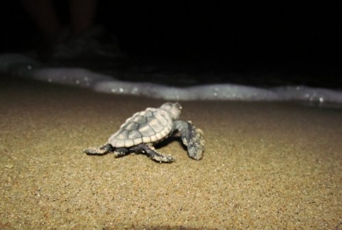 Caretta Carettaların Yavru Çıkışları Tamamlandı