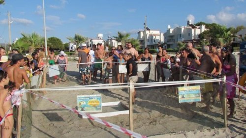 Caretta Carettaların Yavru Çıkışları Tamamlandı