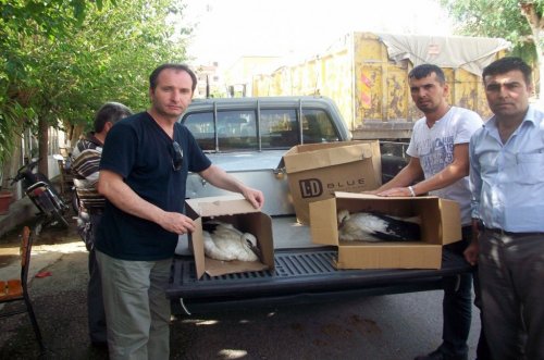 Çine'de Mahsur Kalan Leylekler Kurtarıldı