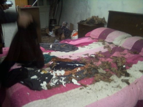 Damdan Yatak Odasına İnek Düştü