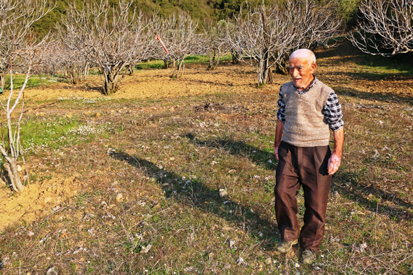 dha-nazilli-26032017-asirlik-cinar-(5).jpg