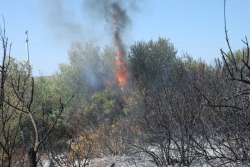 Didim’de 30 Dekarlık Zeytinlik Kül Oldu