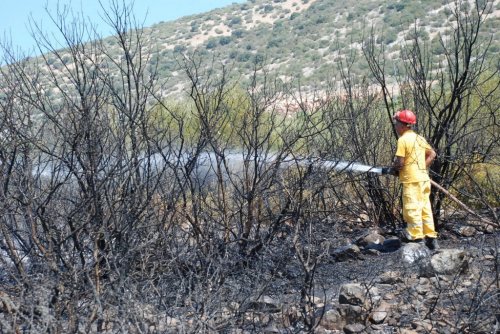 Didim’de 30 Dekarlık Zeytinlik Kül Oldu