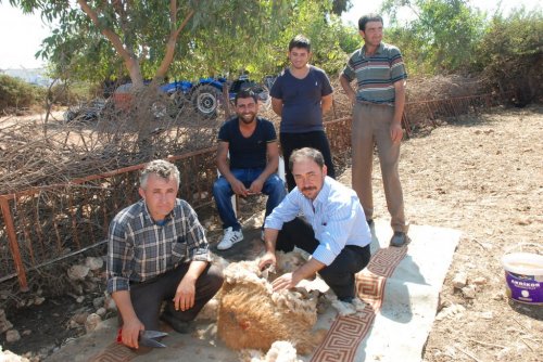 Didim'in Sertifikalı Çobanları Olacaklar