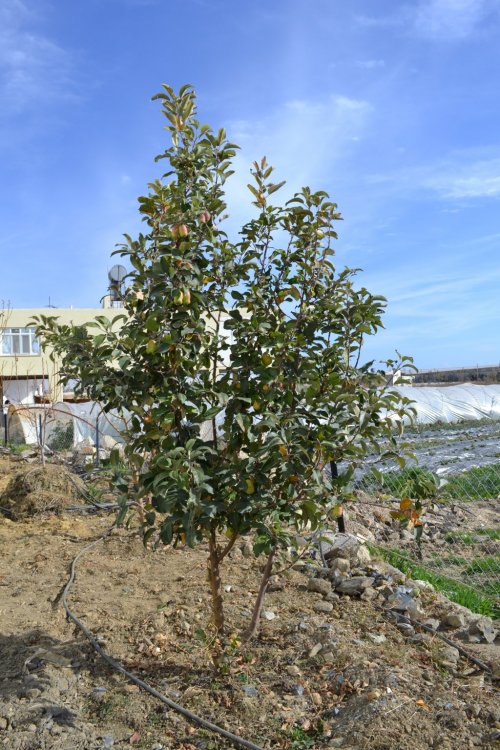 Elma Ağacı Ocak Ayında Meyve Verdi