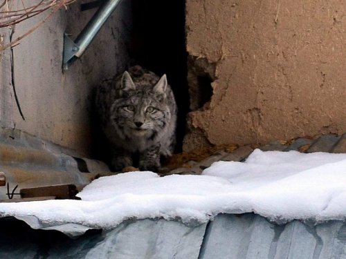 Evin Çatısında 'Vaşak' Var