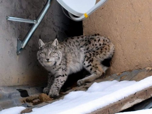 Evin Çatısında 'Vaşak' Var