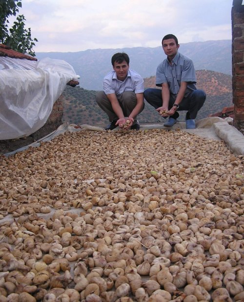 Hasat sonrası kurutmaya dikkat