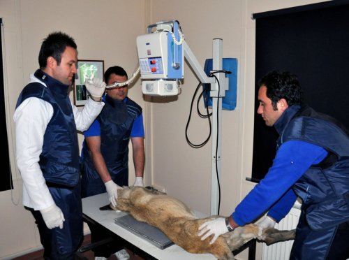 Hastane Gibi Hayvan Barınağı