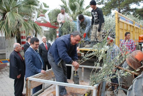 İl Özel İdaresinden Didim’e 32 Bin Zeytin Fidanı
